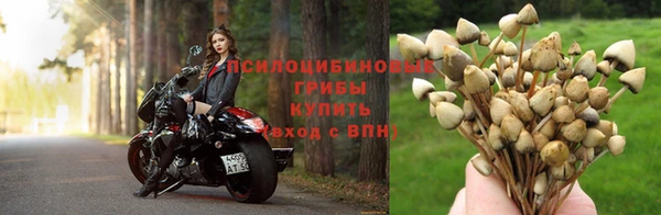 стаф Абинск